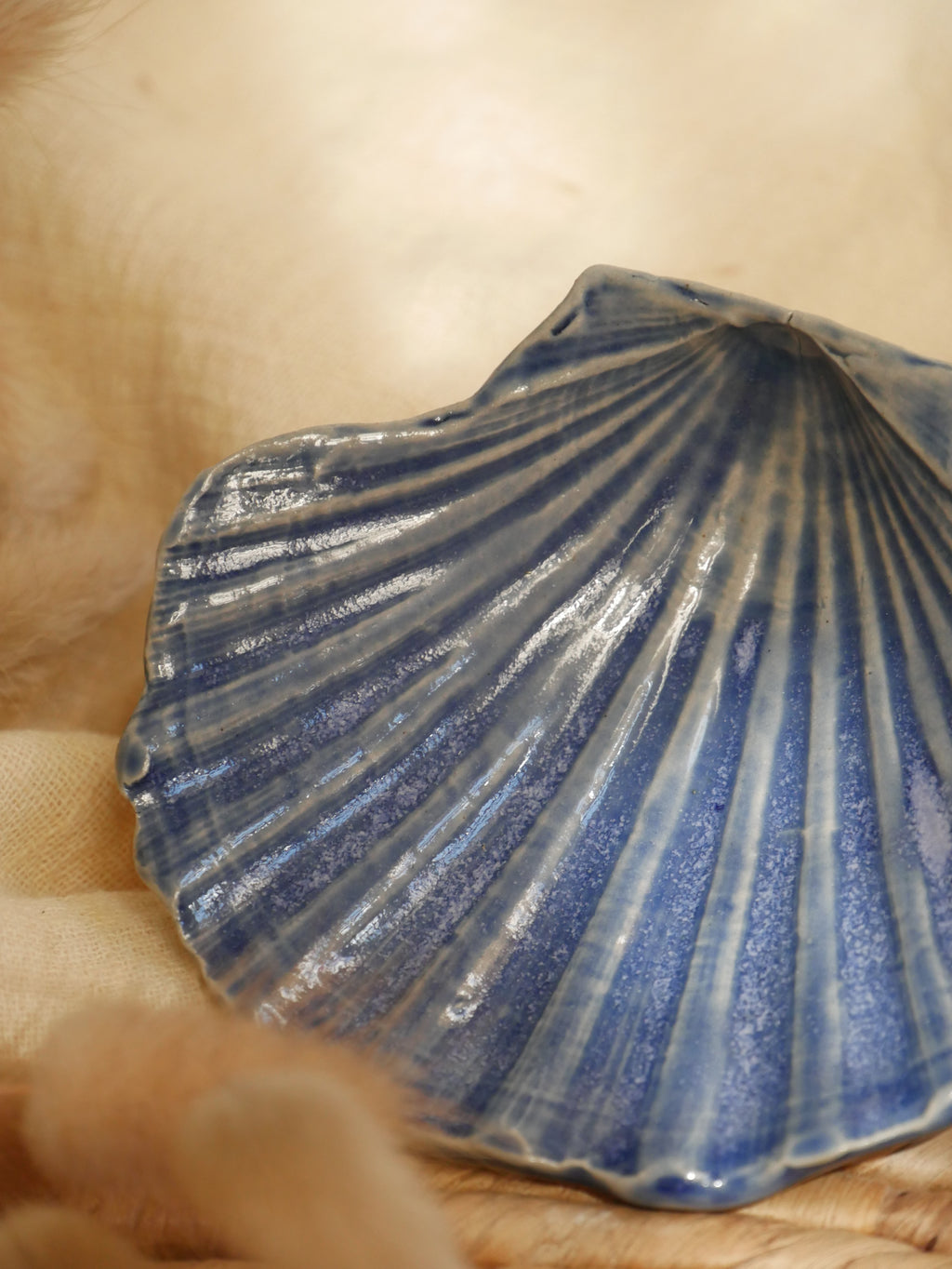 Coquillage Jacques