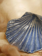Coquillage Jacques