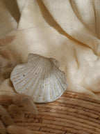 Coquillage Jacques