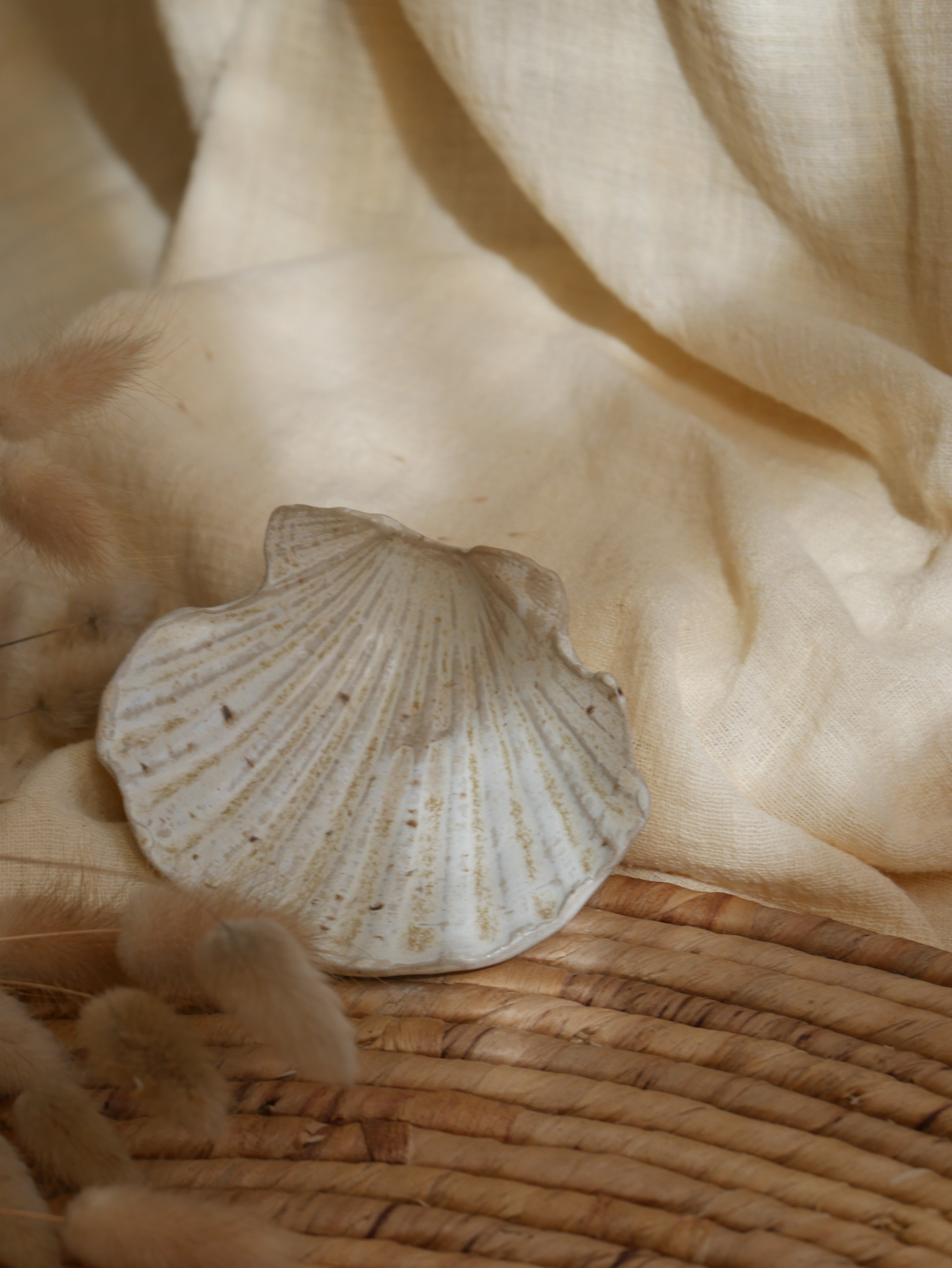 Coquillage Jacques