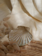 Coquillage Jacques