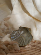 Coquillage Jacques