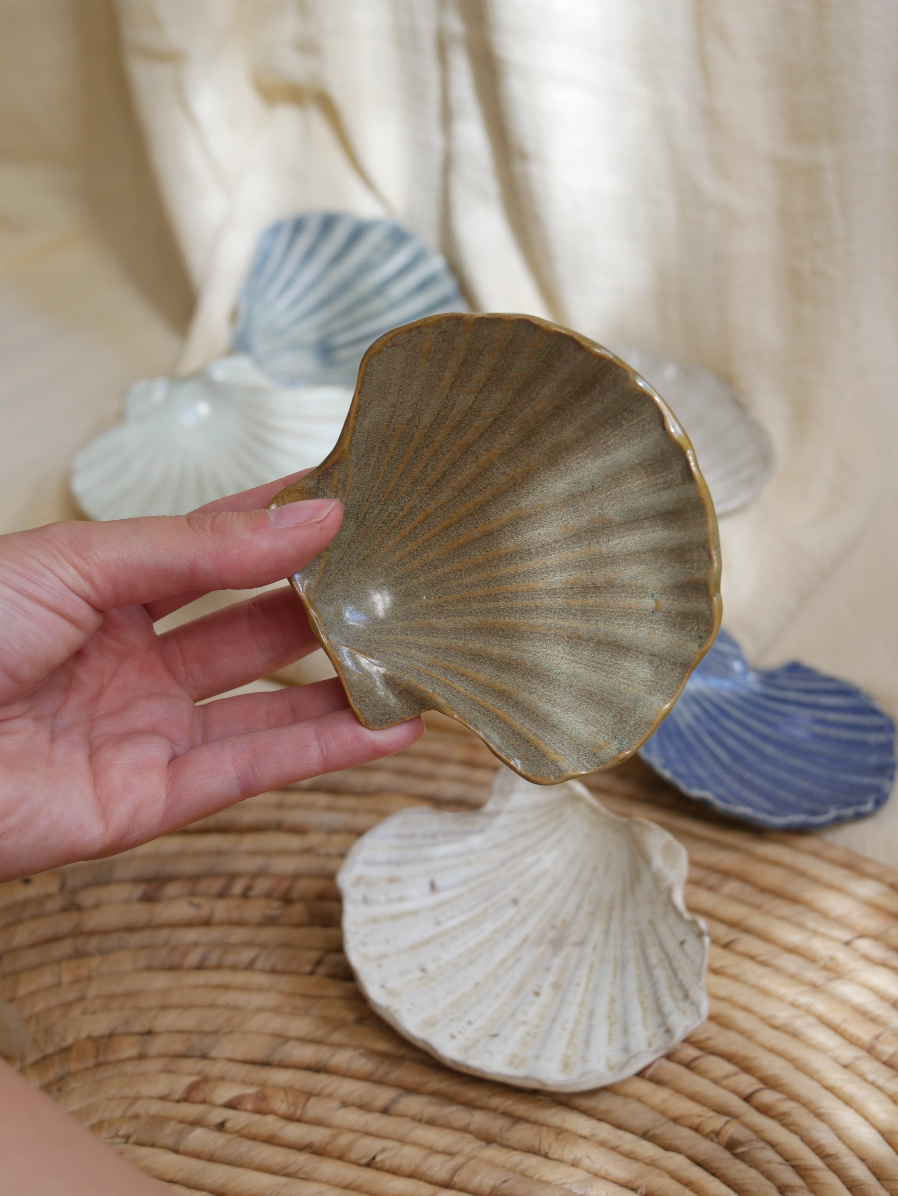 Coquillage Jacques
