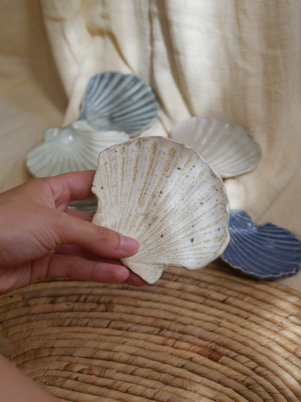 Coquillage Jacques