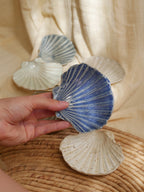 Coquillage Jacques
