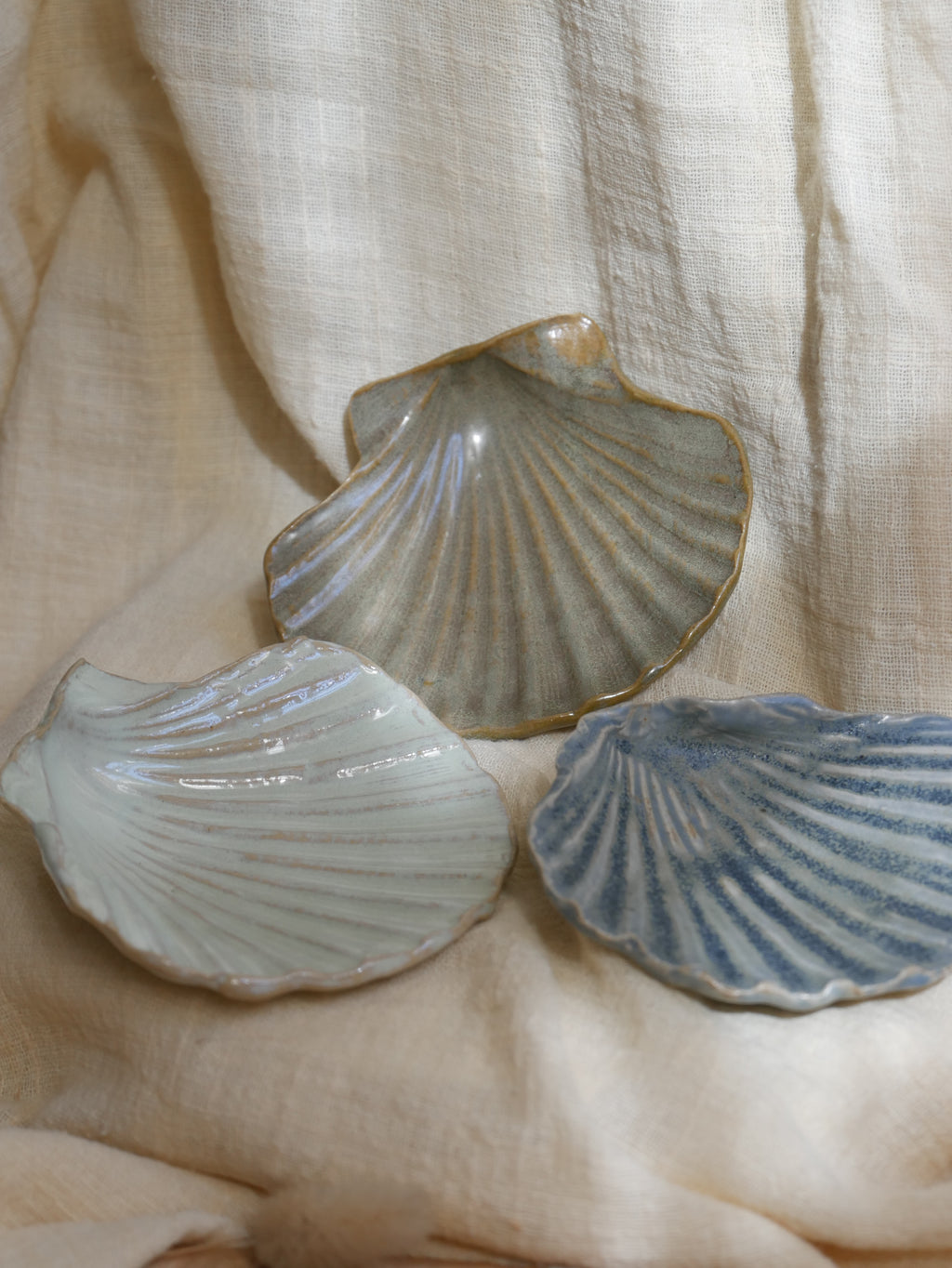 Coquillage Jacques