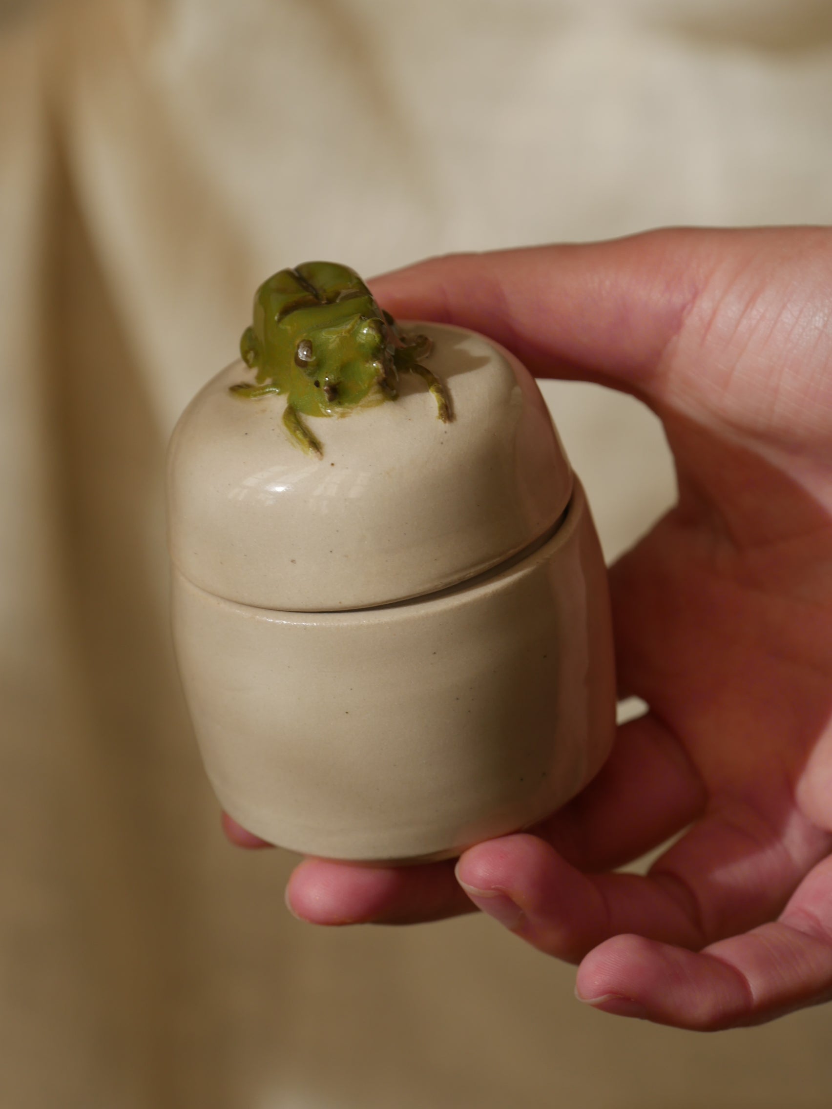 25. Boite Scarabée - Insecte