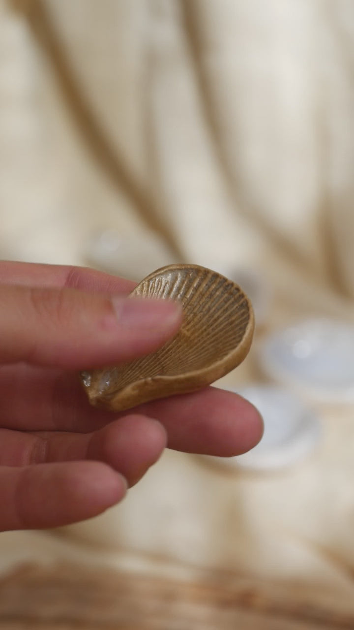 Coquillage Worry